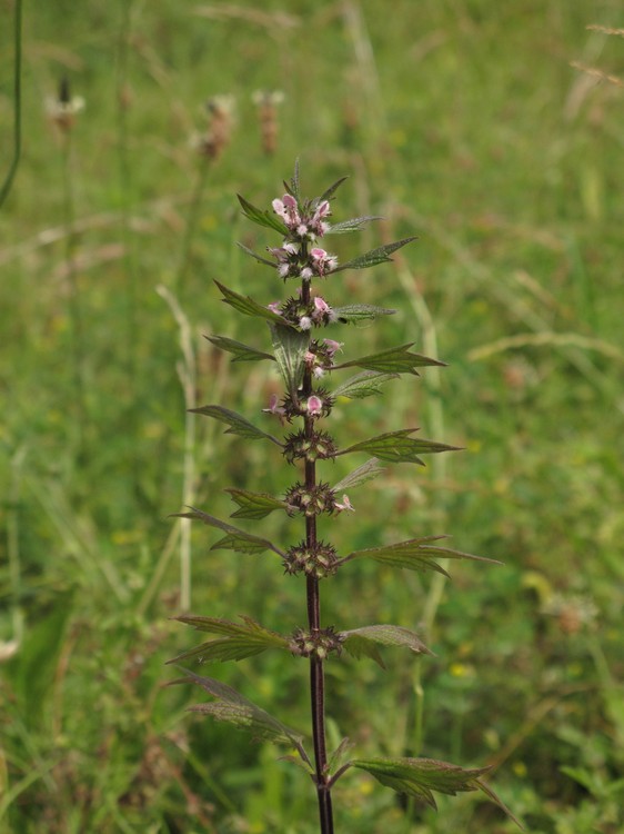 Leonurus cardiaca